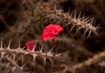 Euphorbia milii