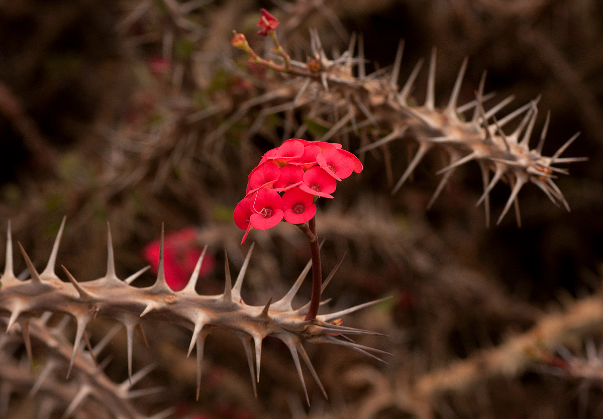 Euphorbia milii