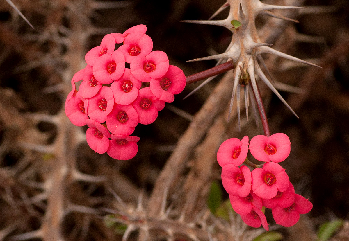 Euphorbia milii
