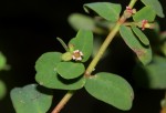Euphorbia mossambicensis