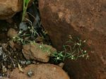Euphorbia neopolycnemoides
