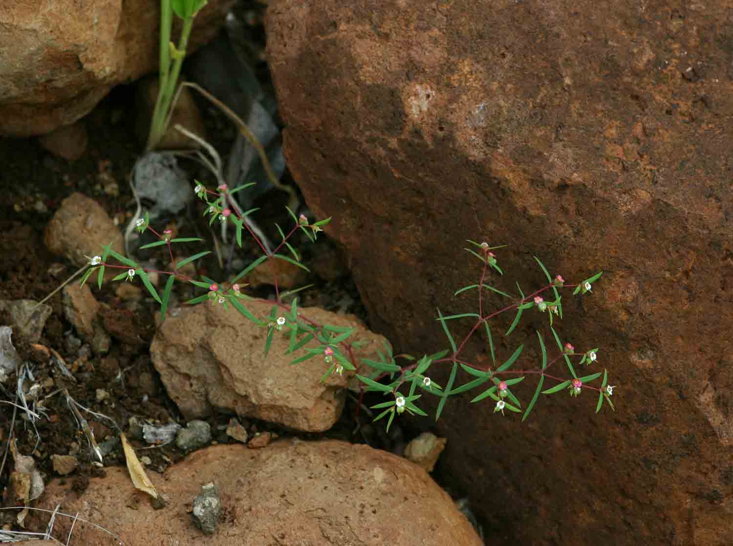 Euphorbia neopolycnemoides