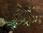 Euphorbia neopolycnemoides
