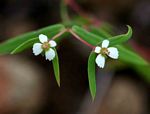 Euphorbia neopolycnemoides