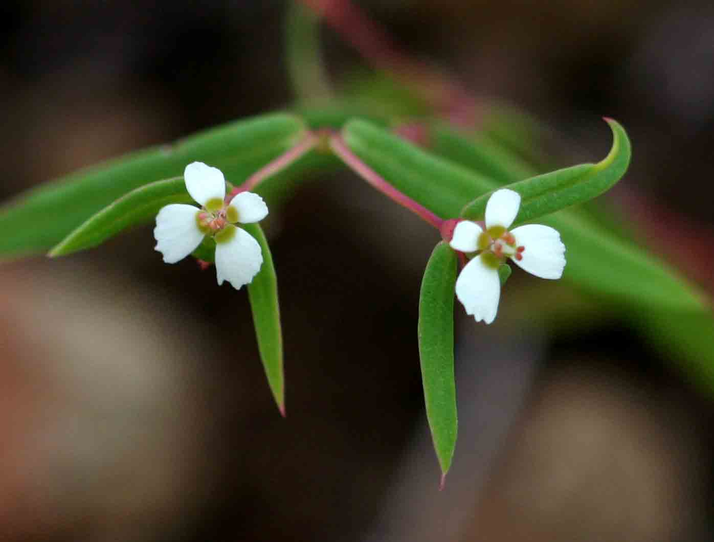 Euphorbia neopolycnemoides
