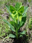 Euphorbia platycephala