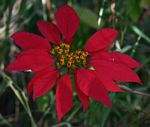 Euphorbia pulcherrima