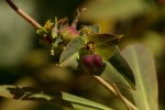 Euphorbia schimperiana var. pubescens