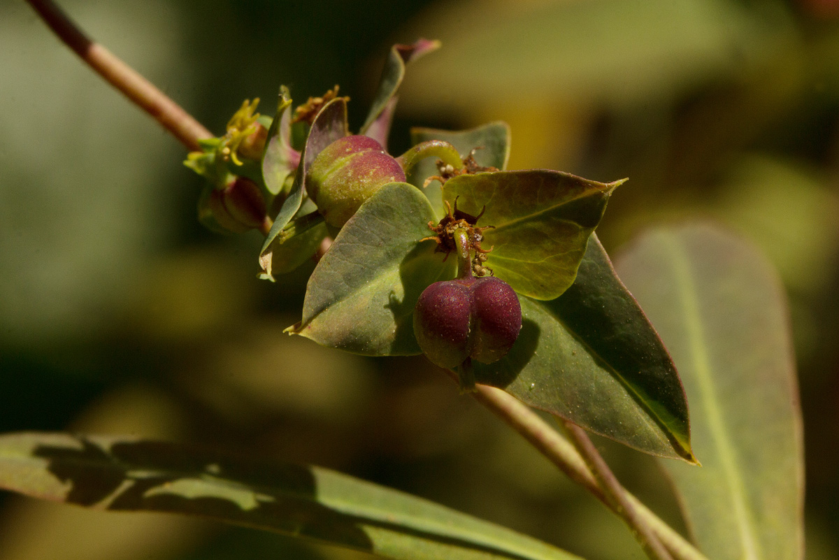 Euphorbia schimperiana var. pubescens