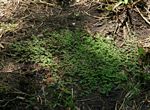 Euphorbia serpens