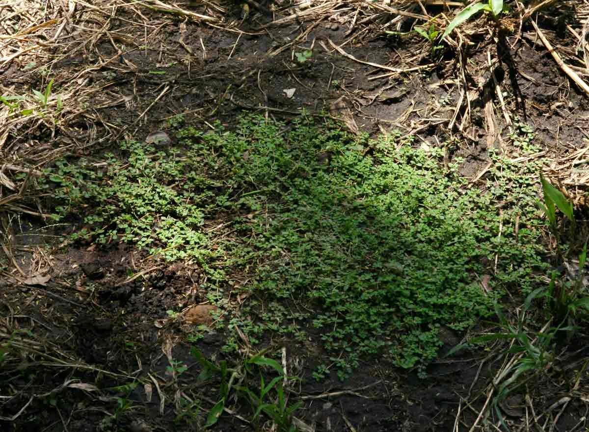 Euphorbia serpens