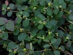 Euphorbia serpens