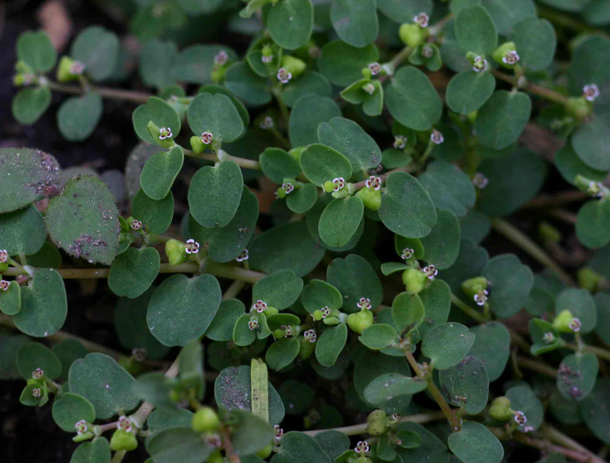 Euphorbia serpens