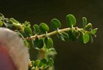 Euphorbia serpens