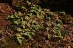 Euphorbia serpens