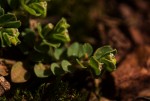 Euphorbia serpens
