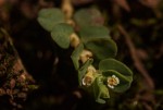 Euphorbia serpens