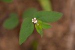 Euphorbia tettensis