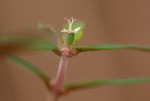 Euphorbia tettensis