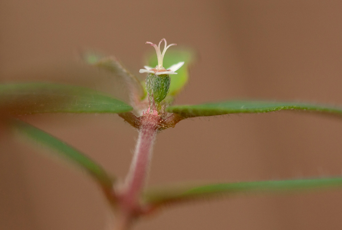Euphorbia tettensis