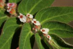 Euphorbia tettensis
