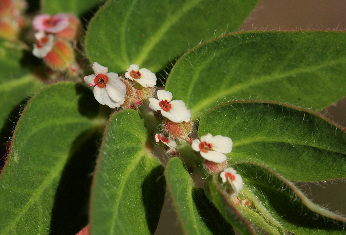 Euphorbia tettensis