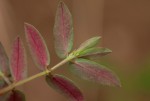 Euphorbia tettensis