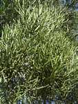 Euphorbia tirucalli