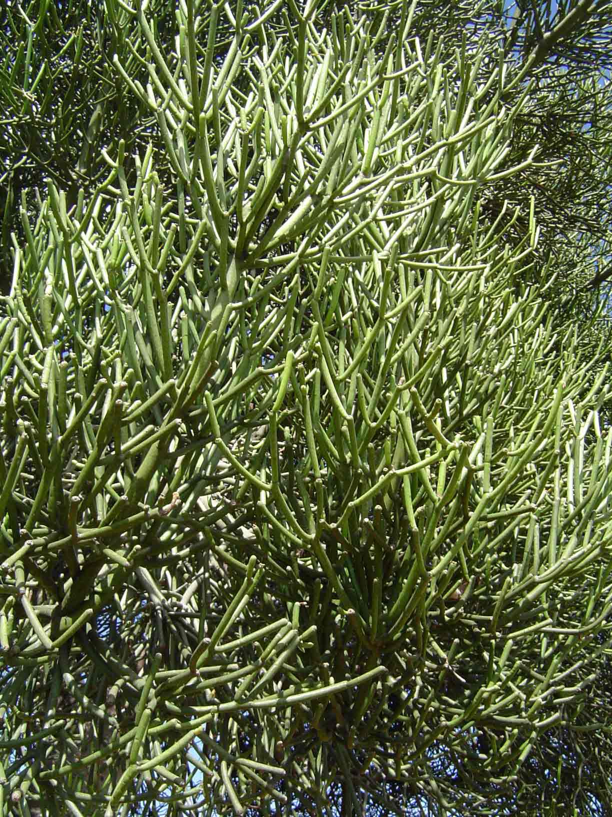 Euphorbia tirucalli