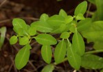 Euphorbia transvaalensis