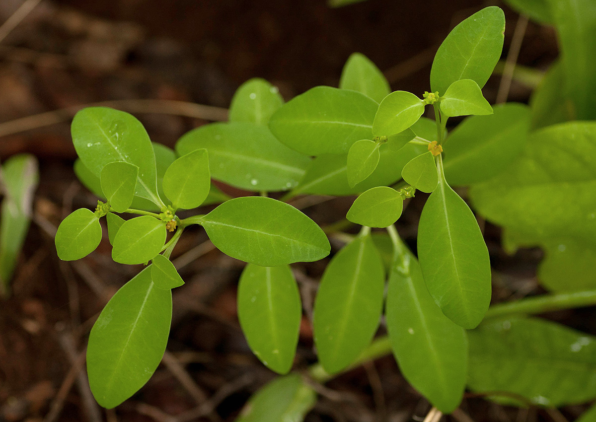 Euphorbia transvaalensis