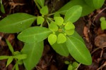 Euphorbia transvaalensis