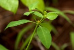 Euphorbia transvaalensis