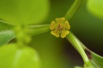 Euphorbia transvaalensis