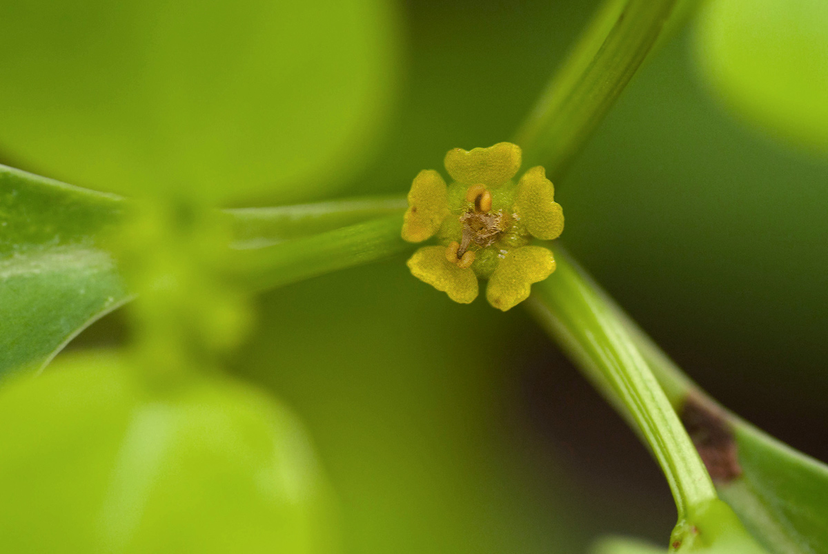Euphorbia transvaalensis