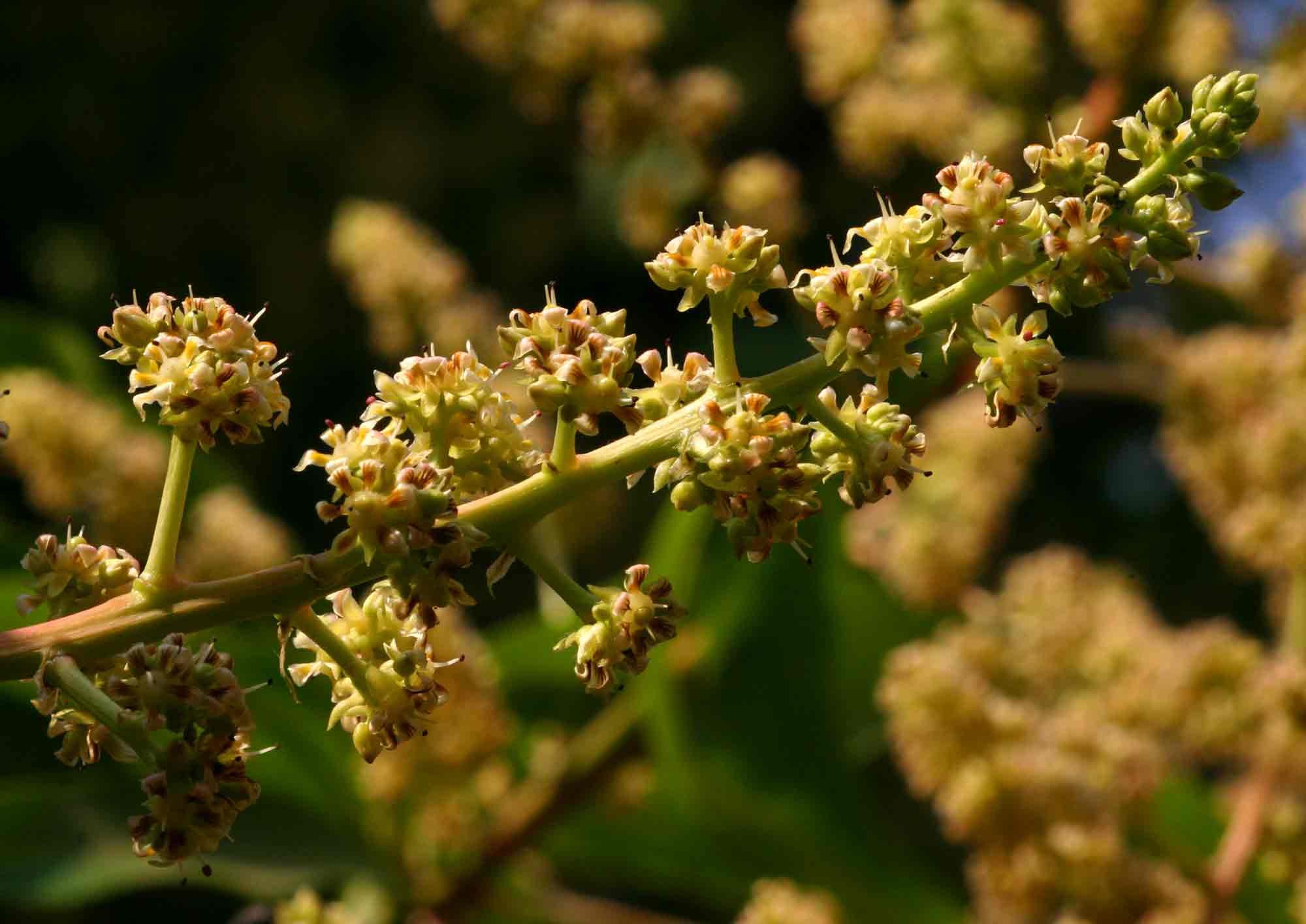 Mangifera indica
