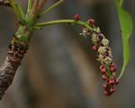 Sclerocarya birrea subsp. caffra