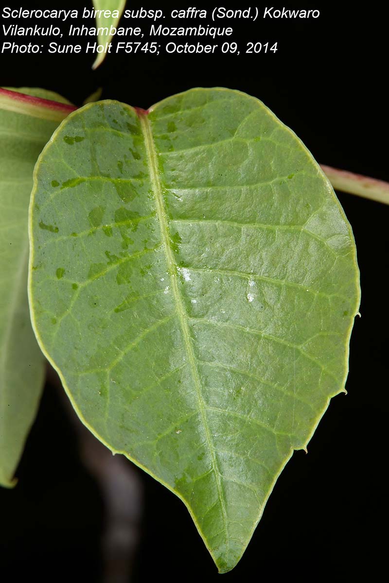 Sclerocarya birrea subsp. caffra