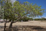 Sclerocarya birrea subsp. caffra
