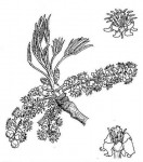 Sclerocarya birrea subsp. caffra