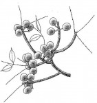 Sclerocarya birrea subsp. caffra