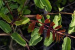Sclerocarya birrea subsp. caffra