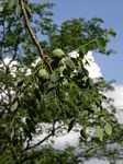 Sclerocarya birrea subsp. caffra