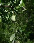 Sclerocarya birrea subsp. caffra