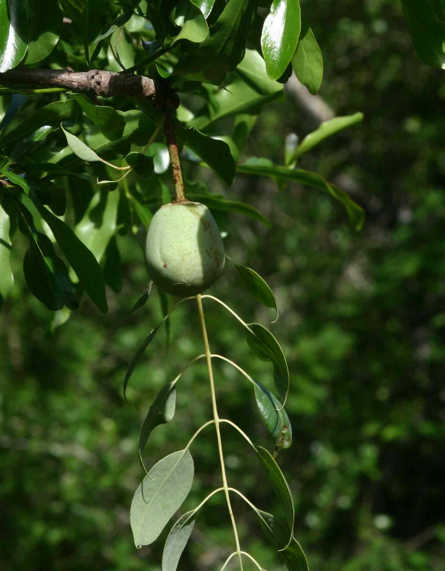 Sclerocarya birrea subsp. caffra