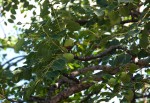 Sclerocarya birrea subsp. caffra