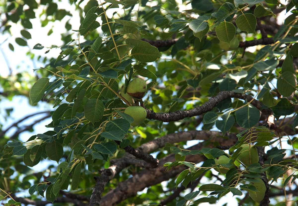 Sclerocarya birrea subsp. caffra
