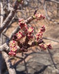 Sclerocarya birrea subsp. caffra