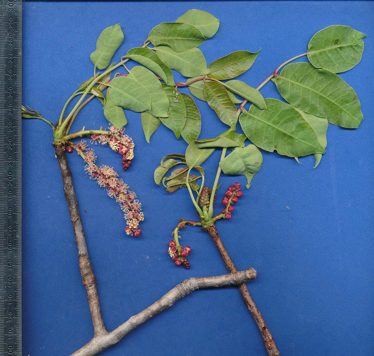Sclerocarya birrea subsp. caffra