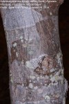 Sclerocarya birrea subsp. caffra